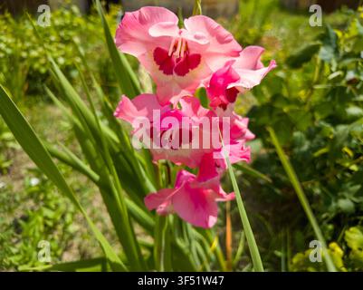 Horizontale Nahaufnahme einer blühenden zweifarbenen rosa und roten Gladiol-Blüte, schöner eleganter Gladiolus hybridus mit einem üppigen Hintergrund im Garten. Stockfoto