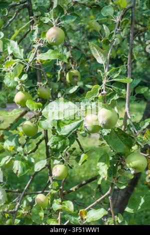 Vertikalfoto von grünen Äpfeln, die an einem Ast reifen. Stockfoto