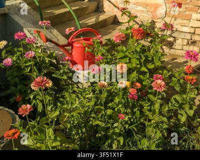 Hochwinkelansicht eines üppigen, mehrfarbigen Zinnia-elegans-Busches, der an Betontreppen blüht, schöne Garten-Zinnien mit einem roten Gießkanne. Stockfoto