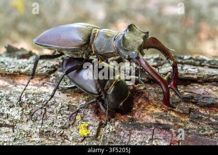 Paarung seltener Hirschkäfer in der Wildnis. Eine Nahaufnahme eines Käferpaares auf Baumrinde. Stockfoto