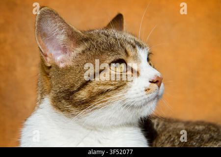 Studienporträt einer Katze auf gelbem Hintergrund. Katzenkopf mit gelben Augen im Nahaufnahme Stockfoto