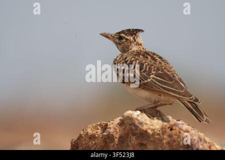 Malabarlerche (Galerida malabarica) steht auf einem felsigen Hügel in ihrem natürlichen Buschlandhabitat. Stockfoto