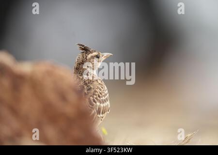 Malabarlerche (Galerida malabarica) steht auf einem felsigen Hügel in ihrem natürlichen Buschlandhabitat. Stockfoto