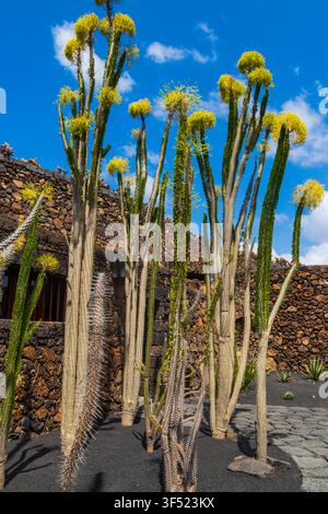 Alluaudia procera, oder Madagaskar-Ocotillo, Sukkulente im tropischen Kaktusgarten (Jardin de Cactus), Lanzarote, Kanarische Inseln, Spanien Stockfoto