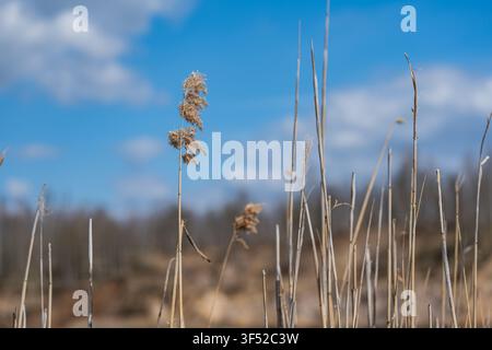 Schilf vor einem blauen Himmelhintergrund. Hohe Rohrkolben, blauer Himmel mit oder ohne Wolken. Einfache Naturszene. Stockfoto