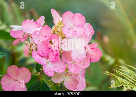 Romantische, weiche und schöne Muster rosa Hortensien Blumen Hintergrund. Rosa Hortensien Blume im Garten. Stockfoto