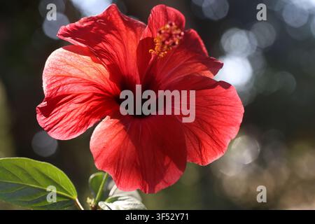 Makro-Nahaufnahme eines leuchtend roten Hibiskusblüten mit Bokeh-Hintergrund. Sonnenbeleuchtete rote Hibiskusblüte zeigt detaillierte Blütenblatttextur und Staubfäden im Garten Stockfoto