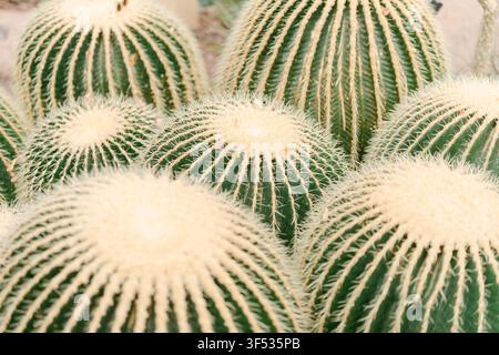 Cluster von Goldkugelkakteen in einem botanischen Konservatorium Stockfoto