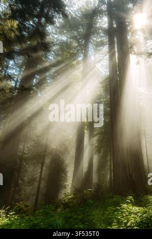 Helle Sonnenstrahlen, die durch einen Redwood-Wald scheinen Stockfoto