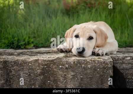 Trauriger gelber Labrador-Welpe ruht auf einer Steinmauer Stockfoto