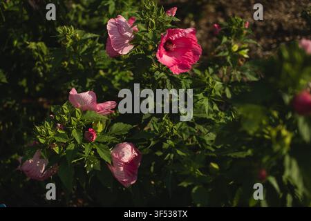 Helle rosa Hibiskusblüten blühen im Garten im Sonnenlicht Stockfoto