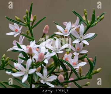 Blühende Philoteca Scabra Stockfoto