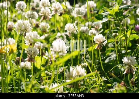 Horizontales Sommerfeld mit weißen Kleeblumen und einem Hauch gelber Blüten in hohem grünem Gras. Ideal für Wiesenlandschaftskunst, floralen Hintergrund Stockfoto