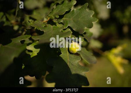 sonnendurchflutete Nahaufnahme von Eichenblättern mit einer einzelnen grünen Eichel an einem schattigen Ast, Makro mit flacher Schärfentiefe im gesprenkelten Waldlicht, das texturierte Adern zeigt, tief Stockfoto
