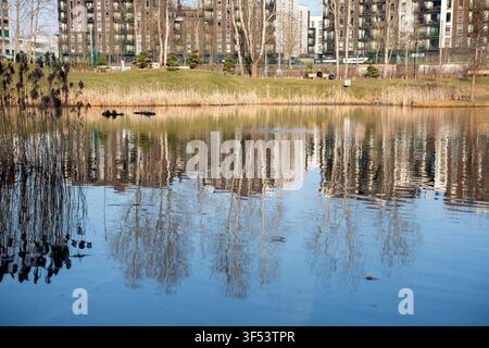 ruhiges städtisches Ufer an einem goldenen Licht: ein spiegelnder Teich reflektiert kahle Bäume und moderne Wohnhäuser, Schilf und grasbewachsene Ufer im Vordergrund Stockfoto
