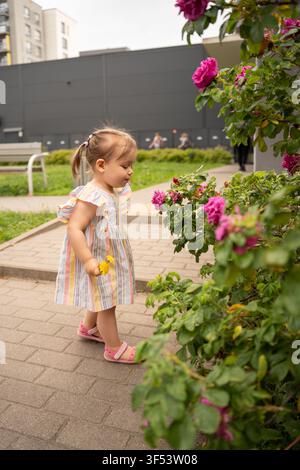 Kleinkind-Mädchen in einem gestreiften Pastellkleid hält Löwenzahn und riecht neugierig leuchtend rosa Rosen entlang eines urbanen Hofweges, natürlich friedlicher Sommer Stockfoto