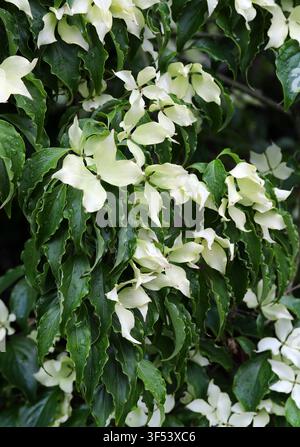 Chinesischer Hartriegel, Cornus kousa var. chinensis, Cornaceae. China, Asien. Cornus kousa ist ein kleiner Laubbaum. Stockfoto