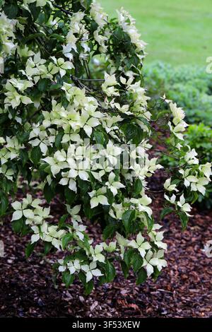Chinesischer Hartriegel, Cornus kousa var. chinensis, Cornaceae. China, Asien. Cornus kousa ist ein kleiner Laubbaum. Stockfoto