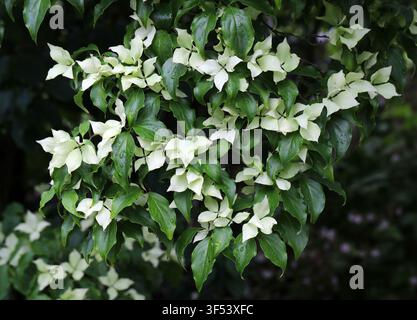 Chinesischer Hartriegel, Cornus kousa var. chinensis, Cornaceae. China, Asien. Cornus kousa ist ein kleiner Laubbaum. Stockfoto