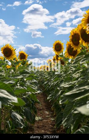 Niedrigwinkelaufnahme entlang einer Reihe blühender Sonnenblumen, die in ordentlicher Linie unter blauem Himmel mit weißen, flauschigen Wolken wachsen. Stockfoto