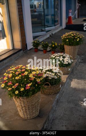 Verschiedene Topfblumen und Chrysanthemen, die in rustikalen Weidenkörben vor einem Geschäft in Seongsu-dong, Seoul, arrangiert sind. Stockfoto