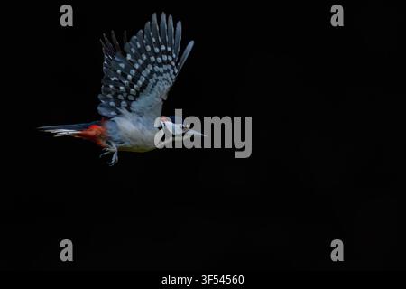 Buntspecht (Dendrocopos major) im Flug vor dunklem Hintergrund, Norfolk Stockfoto