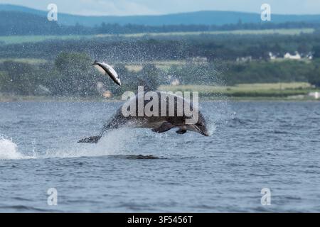 Flossendelfin (Tursiops truncatus) fängt einen Lachs am Chanonry Point am Moray Firth, Schottland Stockfoto