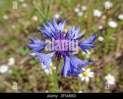 Blauglöckchen, Kornblume (Centaurea cyanus, Cyanus segetum), blüht blau entlang des Feldrandes, Deutschland, Nordrhein-Westfalen, Schloss Holte-Stuken Stockfoto