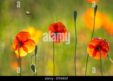 Langköpfige Mohnblume, Ackermohn (Papaver dubium), Blüten und Früchte mit einer Biene im Flug im Gegenlicht, Deutschland, Brandenburg Stockfoto