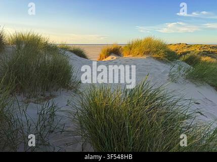 Dünenlandschaft am Weststrand der Nordseeinsel Borkum, Deutschland, Niedersachsen, Ostfriesland, Borkum Stockfoto