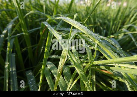Eine Nahaufnahme von hellgrünem Gras, das mit frischen Morgentautropfen bedeckt ist Stockfoto