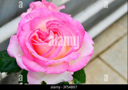 Makrofotografie einer zarten rosa-weißen Rose in voller Blüte mit kleinen Wassertropfen auf weichen Blütenblättern, vor dunklem grünen Blattgrund. Ideal für Valentinstag, romantische oder botanische Themen. Stockfoto