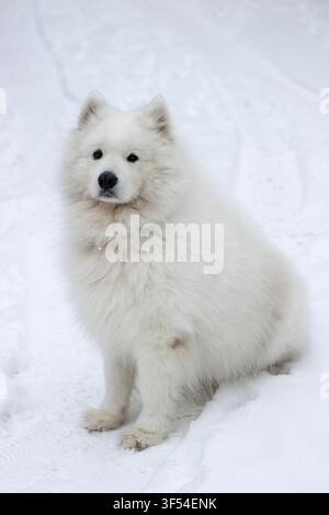 Vertikale Ganzkörperaufnahme eines flauschigen weißen Samojeden-Hundes, der im Schnee sitzt und mit braunen Augen in die Kamera schaut, vor weißem Hintergrund Stockfoto