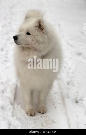 Vertikale Aufnahme von oben eines flauschigen Samojeden-Hundes, der in einer Autoreifenspur im Schnee steht und ruhig zur Seite blickt, mit geschlossenem Mund Stockfoto