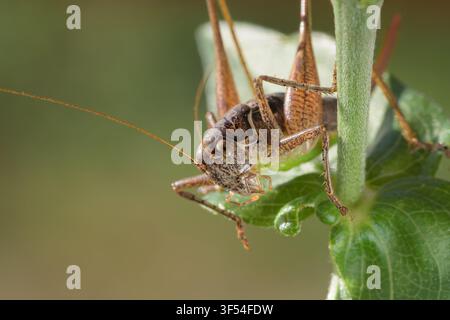 Grüne Heuschrecke auf einer Schafgarbeblüte. Große Sumpfheuschrecke, Stethophyma grossum, ein vom Aussterben bedrohtes Insekt, typisch für Feuchtgrünland und Sumpf Stockfoto