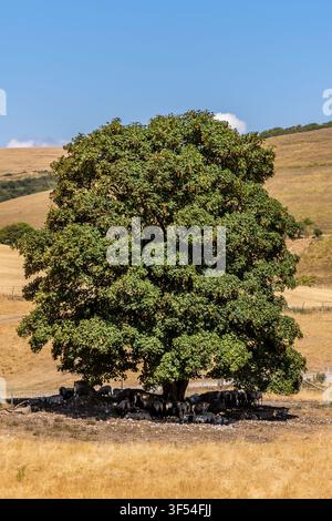 Schaf, das sich an einem heißen Sommertag in den South Downs im Schatten eines Baumes Schutz sucht Stockfoto
