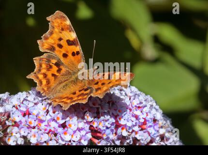 Comma Butterfly (Polygonia c-Album) Stockfoto