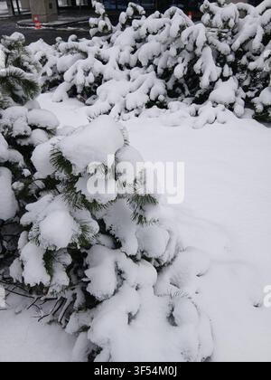 Nahaufnahme von grünen Tannenzweigen, die nach einem Schneesturm im Winter stark mit tiefem weißen Schnee bedeckt sind Stockfoto
