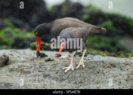 Schwarzschneckenkrieger Haematopus ater, erwachsenes Tier, das entlang der felsigen Küste von La Punta, Callao, Peru, im Mai forscht Stockfoto