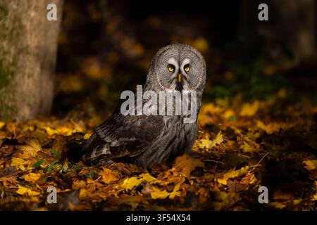 Große Graue Eule Strix nebulosa (Gefangenschaft), erwachsener Männchen-Porträt, Hawk Conservancy Trust, Hampshire, UK, November Stockfoto