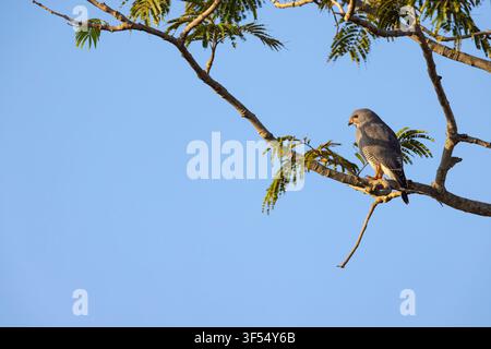 Eidechsenbussard Kaupifalco monogrammicus, erwachsen, in einem Baum sitzend, Nambikala, Brikama, Gambia, Januar Stockfoto