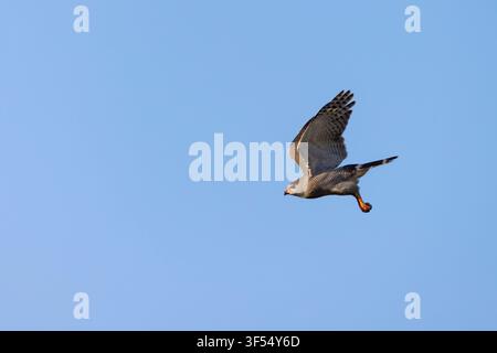 Lizard Buzzard Kaupifalco monogrammicus, adult im Flug, Nambikala, Brikama, Gambia, Januar Stockfoto