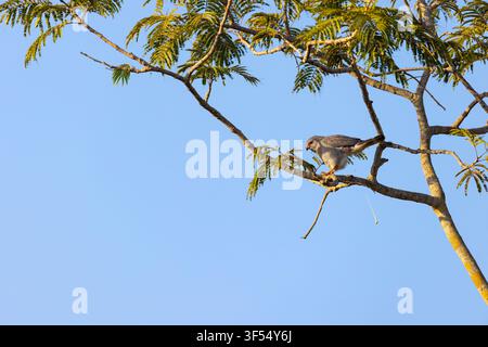 Eidechsenbussard Kaupifalco monogrammicus, erwachsen, in einem Baum sitzend, Nambikala, Brikama, Gambia, Januar Stockfoto