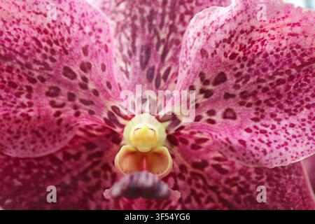 Makroabstrakt der lila gefleckten Vanda-Orchideenblüte mit Fokus auf das natürliche Muster Stockfoto
