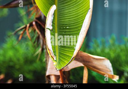Dieses Bild zeigt eine Nahaufnahme eines lebhaft grünen Bananenblatts mit sichtbaren parallelen Blattnerven. Stockfoto