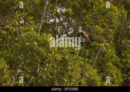 Osprey Pandion haliaetus, adult mit Fisch, Gambia-Fluss, Birkama, Gambia, Januar Stockfoto