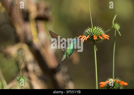 Funkelnder Violettkolibri Colibri coruscans, erwachsener Nektar saugend von der Blüte, Inkaterra Hacienda Urubamba, Cuzco, Peru, Mai Stockfoto