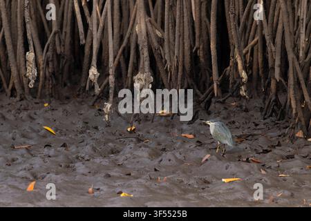 Schmalreiher Butorides striata, adult auf Schlickflächen ruhend, Buffulotto, Brikama, Gambia, Januar Stockfoto