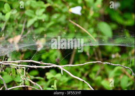 Makroaufnahme eines zarten Spinnennetzes mit winzigen glitzernden Wassertropfen, die zwischen Pflanzenästen und grünen Blättern in einem Garten verwoben sind. Stockfoto