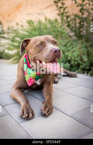 Pitbull-Hund mit einem Bandana um den Hals Stockfoto